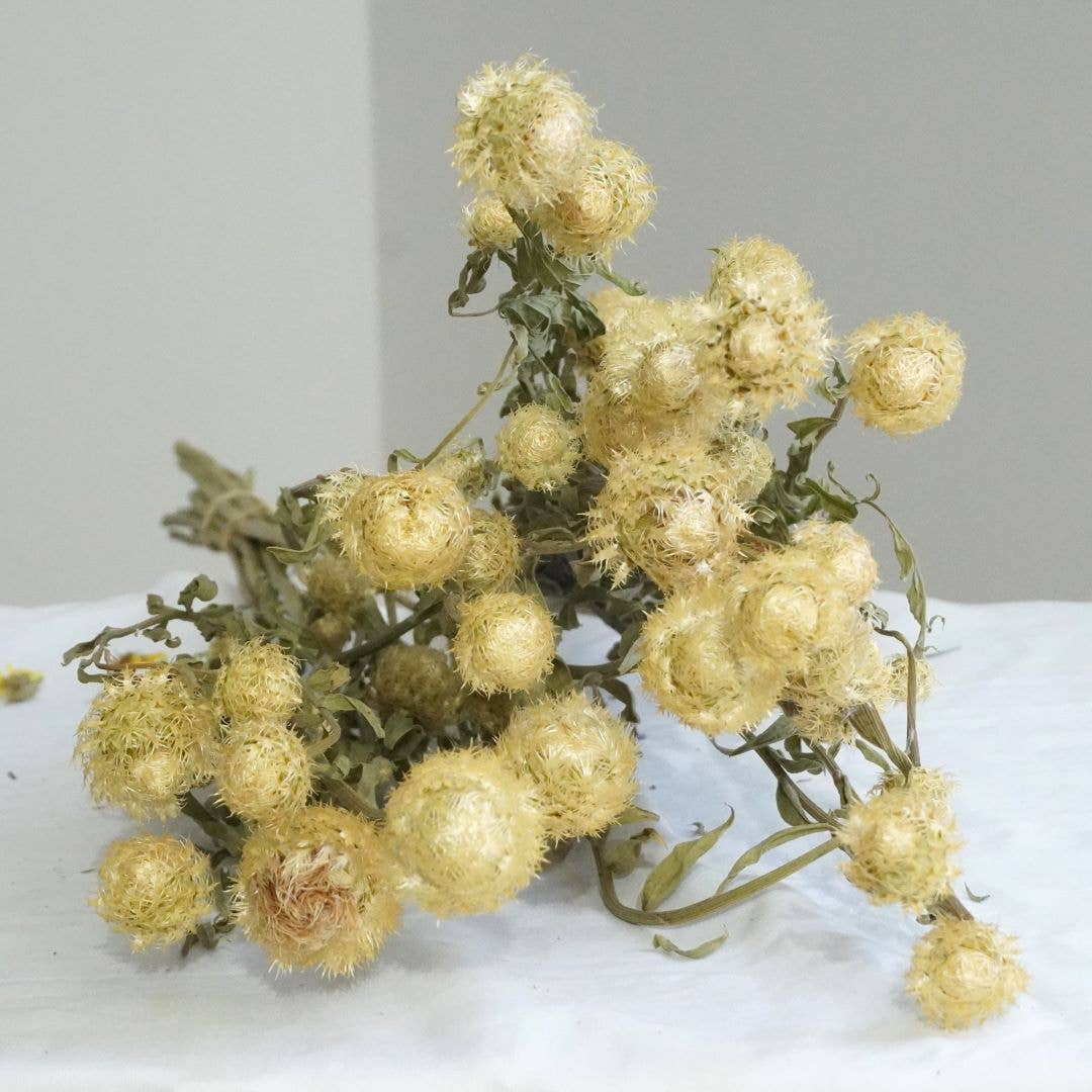 Basket Flower