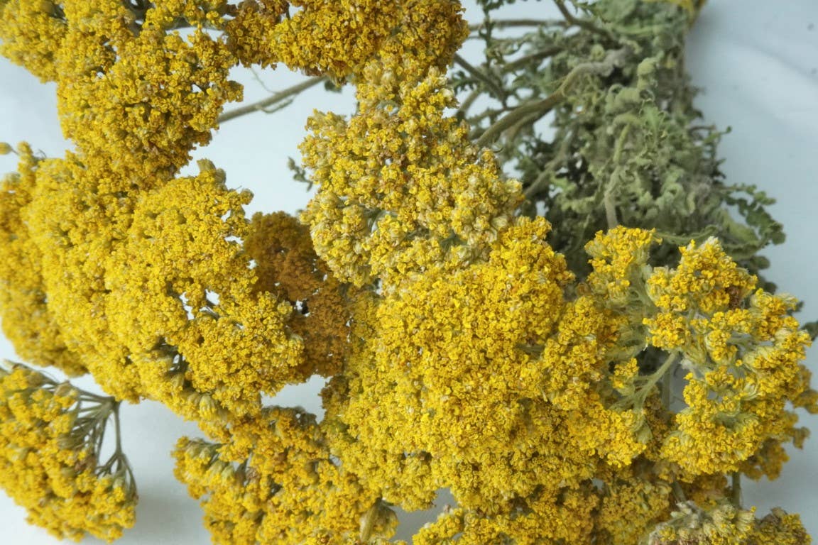 Yarrow, Cloth of Gold