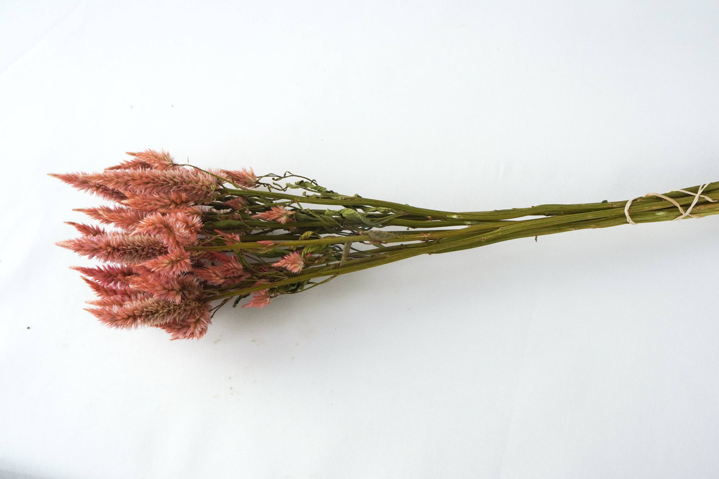 Celosia-Wheat-Terra Cotta