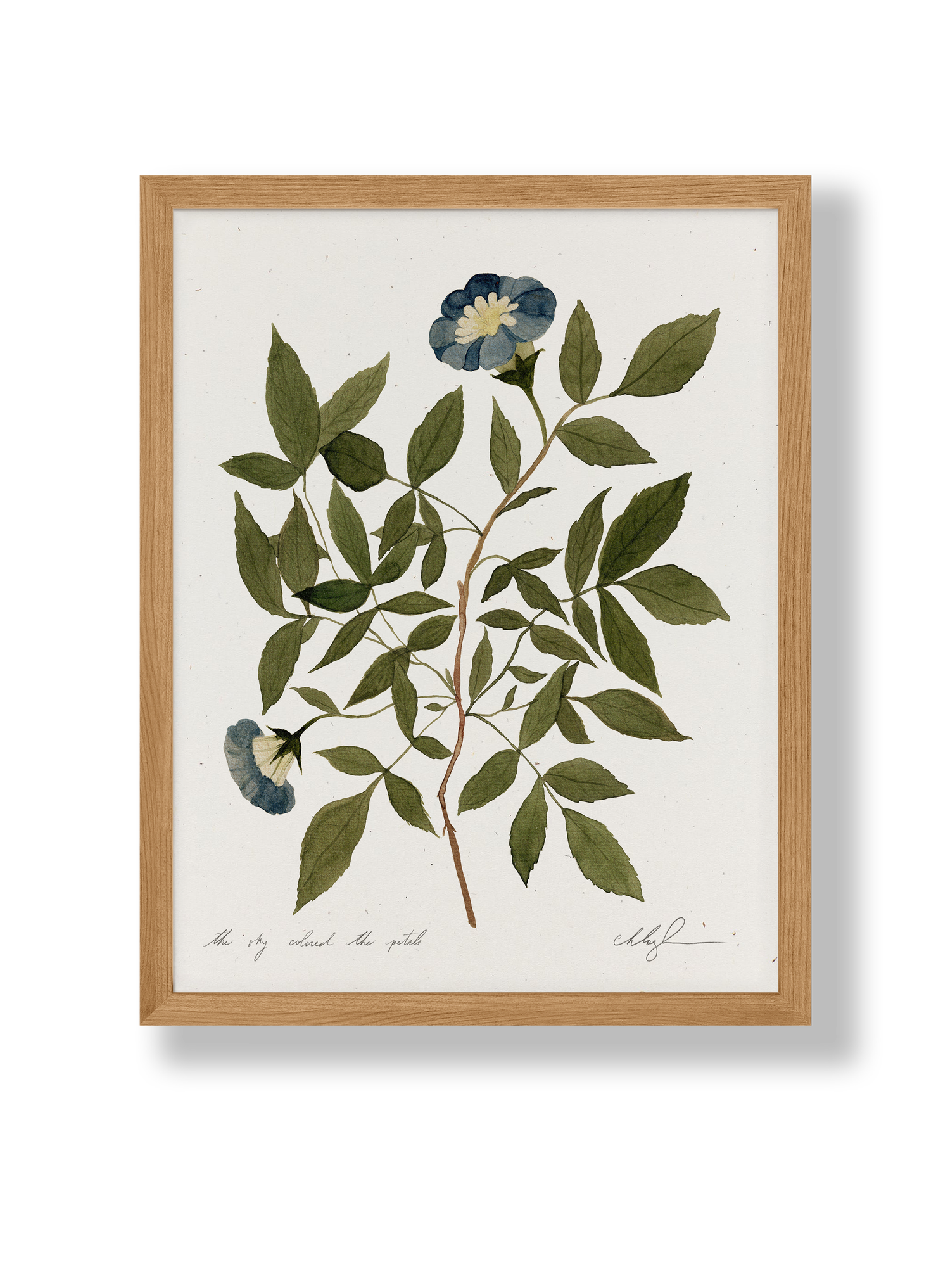 The Sky Colored The Petals