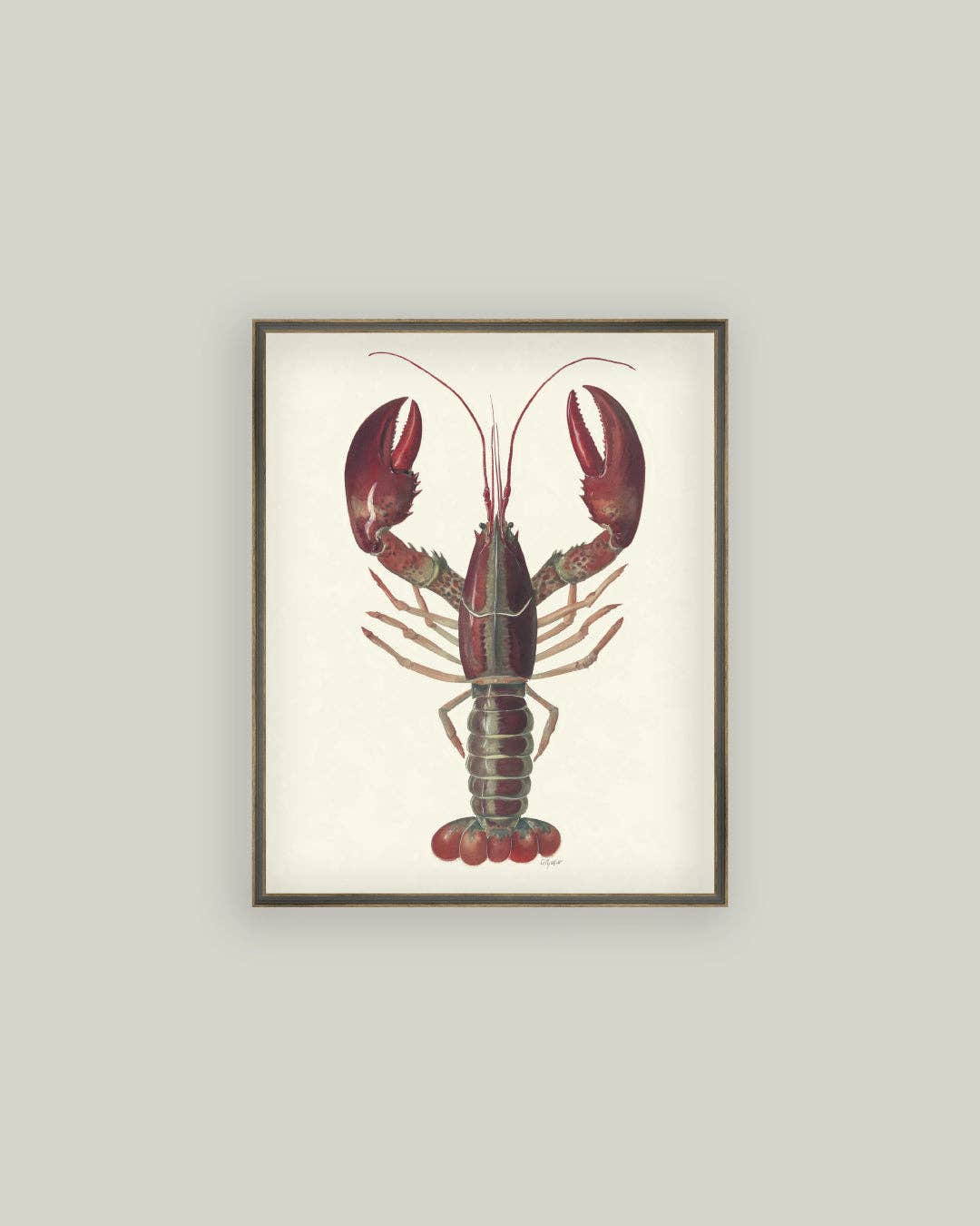 American Lobster
