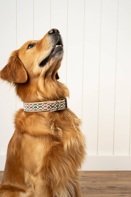 Riley Embroidered Dog Collar M