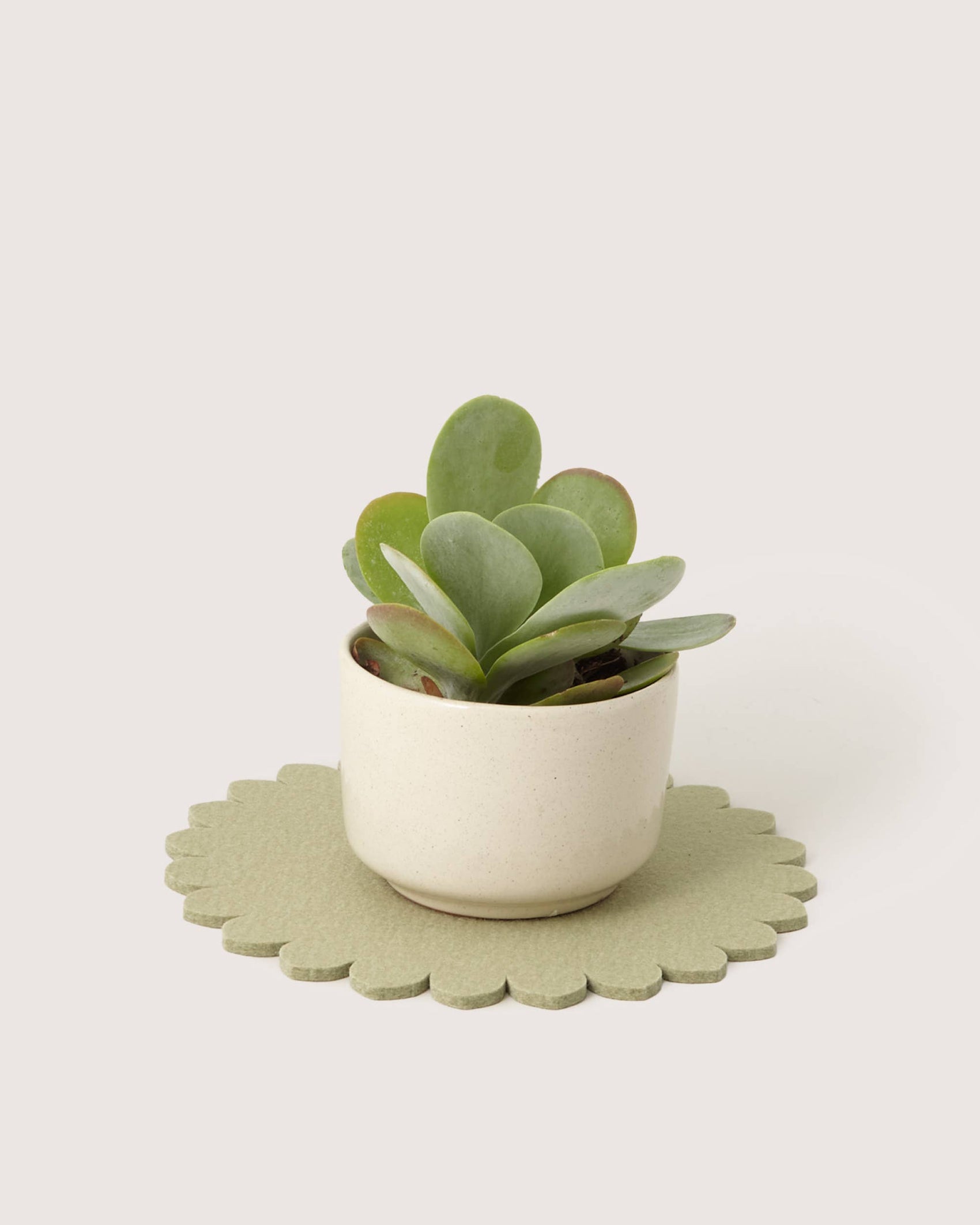 Crest Merino Wool 10" Trivet - Dew