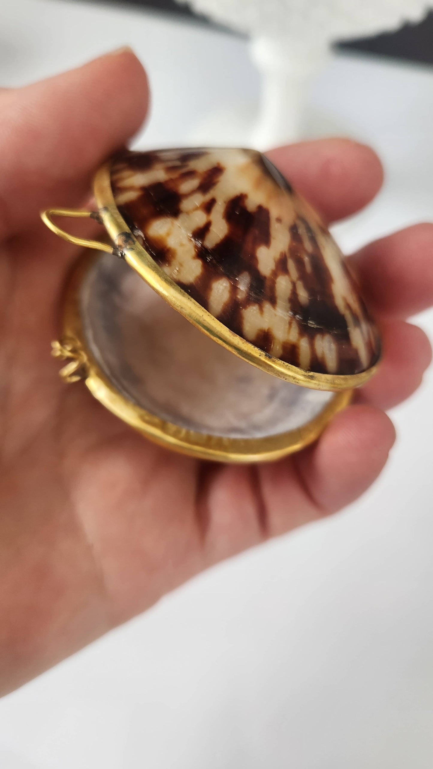 Polished Limpet Trinket Pill Box, Coin Purse