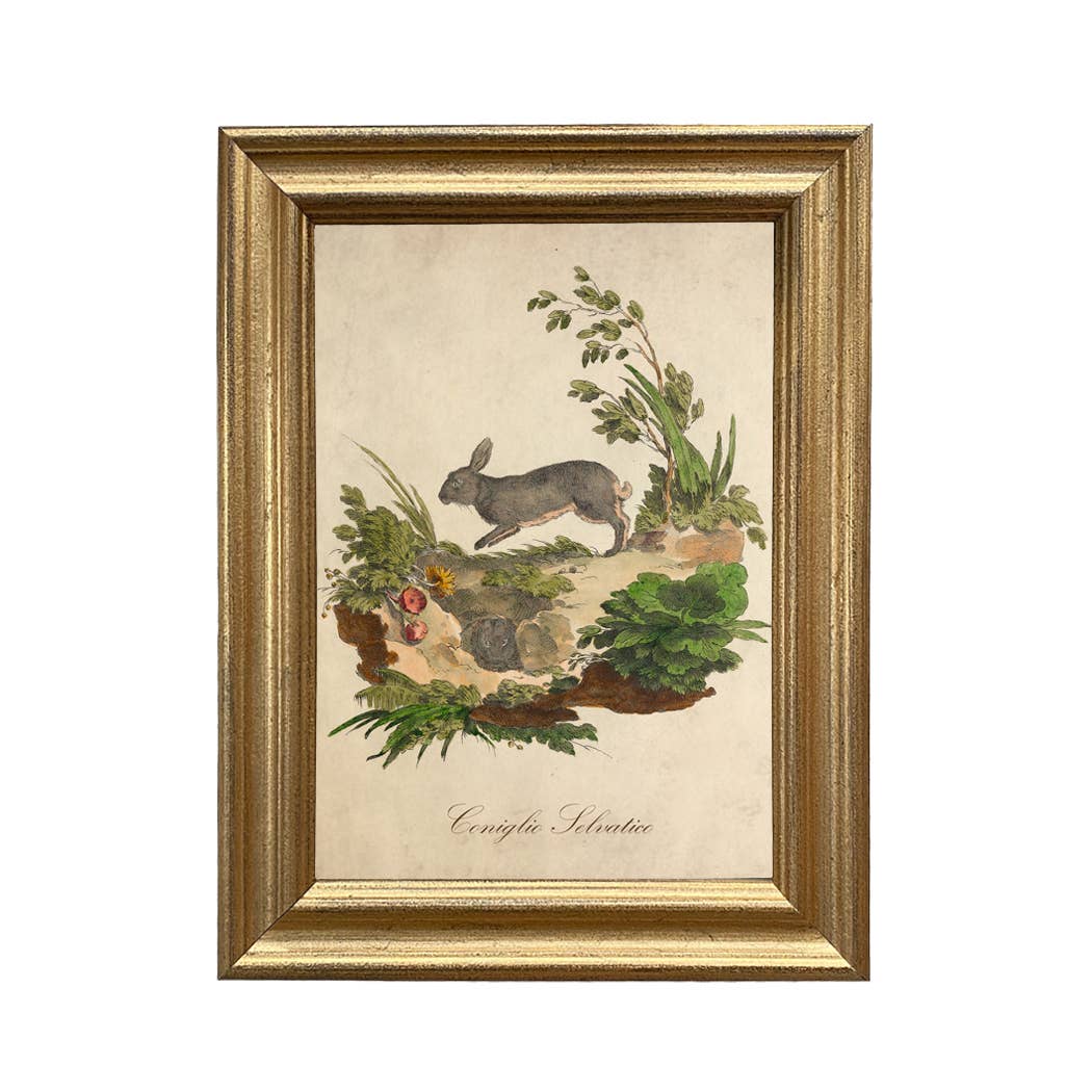 Italian European Rabbit Illustration Vintage Wall Art