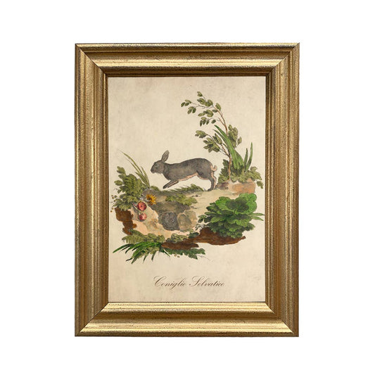 Italian European Rabbit Illustration Vintage Wall Art