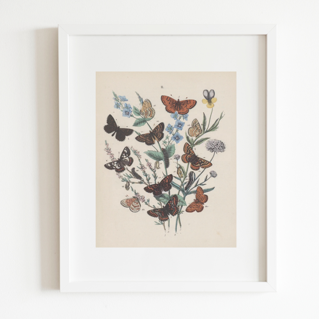 Butterflies II Antique Print