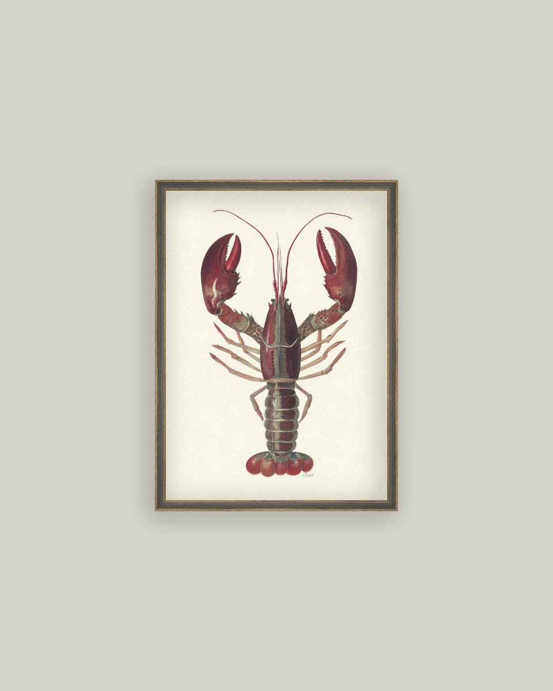 American Lobster