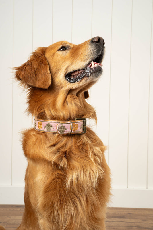 Buddy Embroidered Dog Collar S