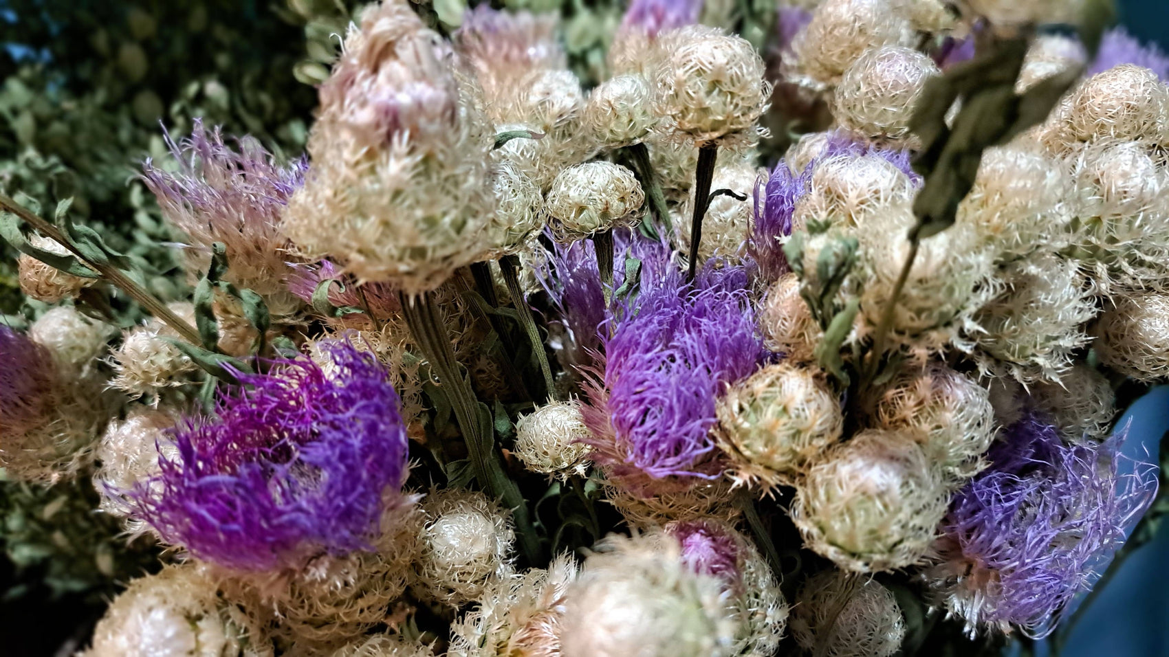Basket Flower