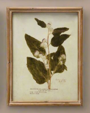 Botanical Framed Prints