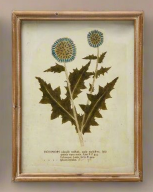 Botanical Framed Prints