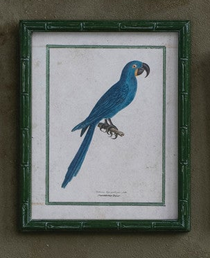 Framed Birds & Botanicals - 12 Styles