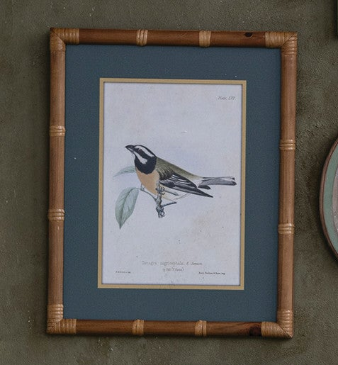 Framed Birds & Botanicals - 12 Styles