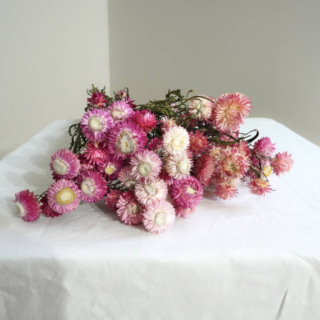 Strawflower-Silvery Rose