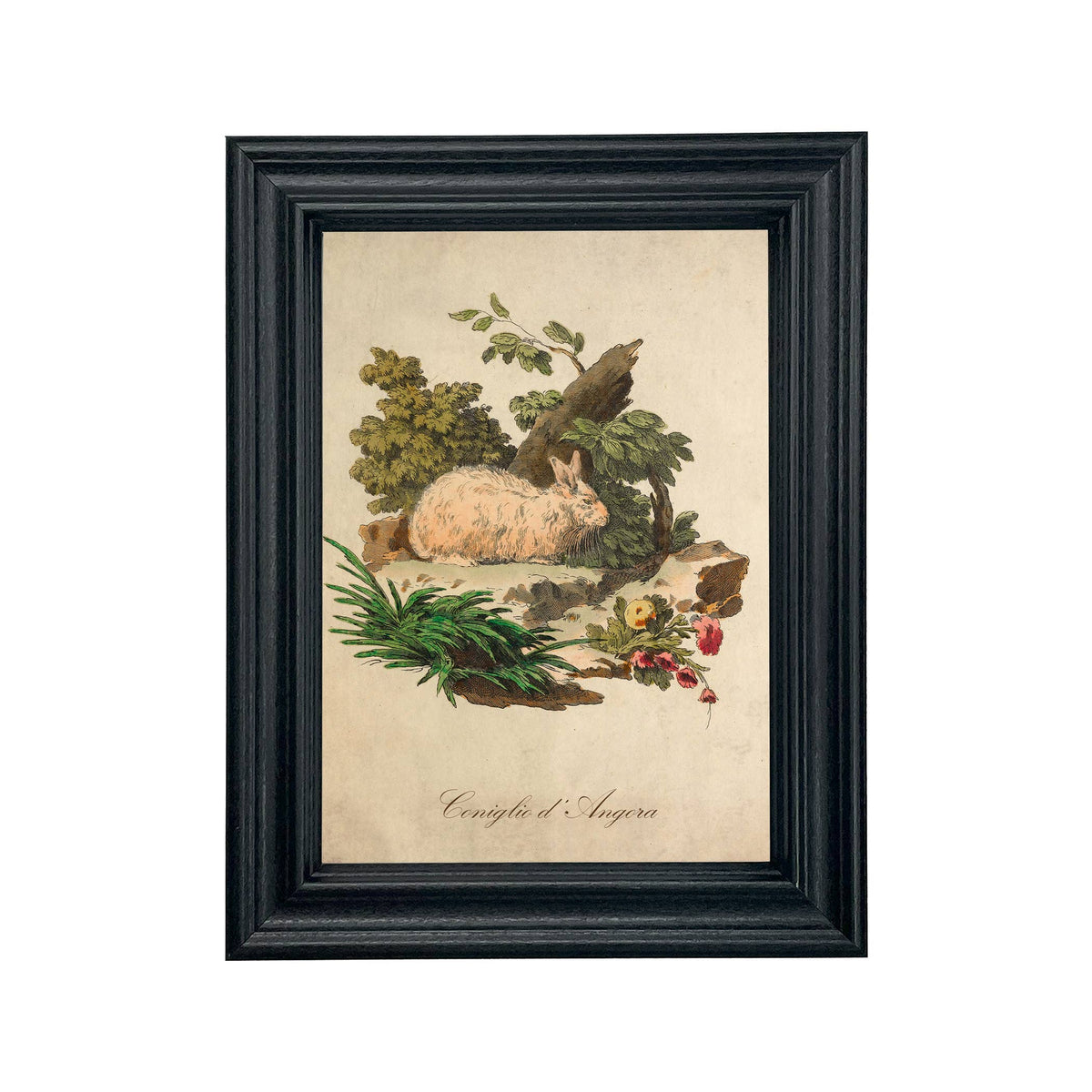 Italian Angora Rabbit Vintage Illustration Framed Wall Art