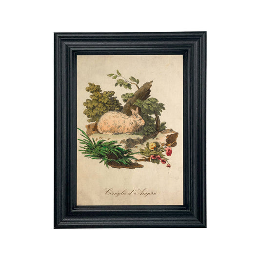 Italian Angora Rabbit Vintage Illustration Framed Wall Art