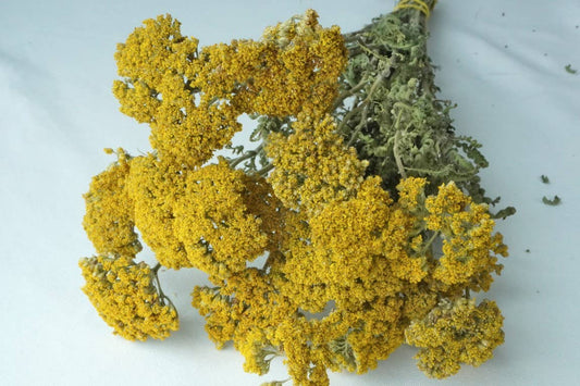 Yarrow, Cloth of Gold