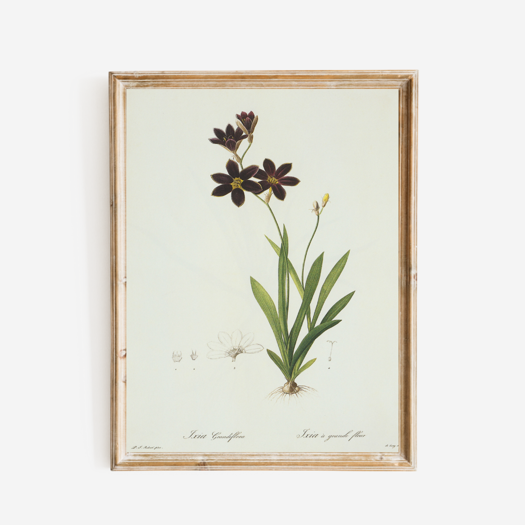Dark Purple Wildflowers Antique Art Print