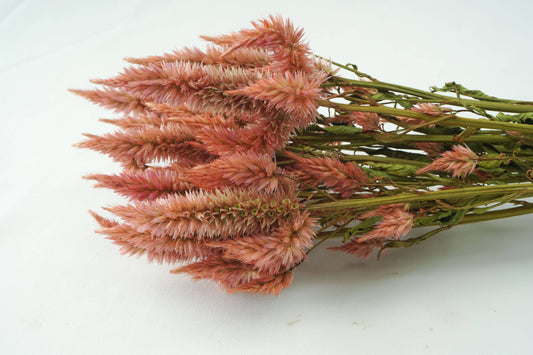 Celosia-Wheat-Terra Cotta