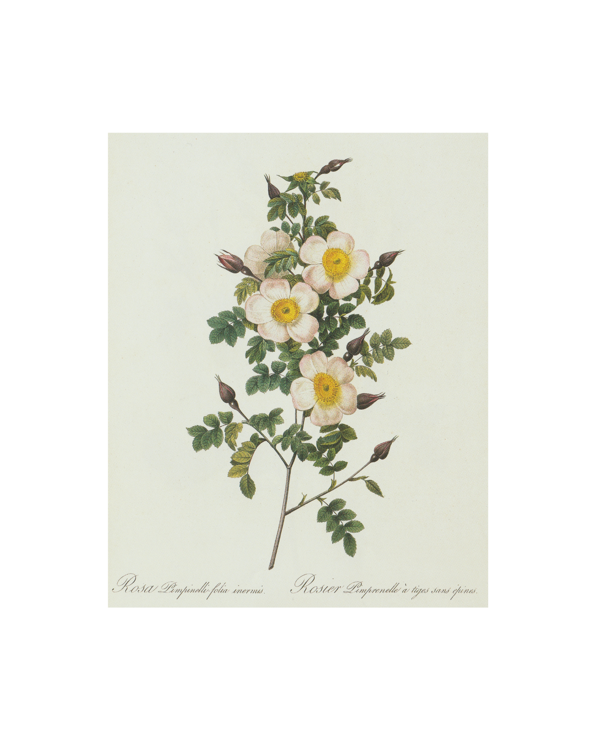 Wildflower Botanical Antique Print
