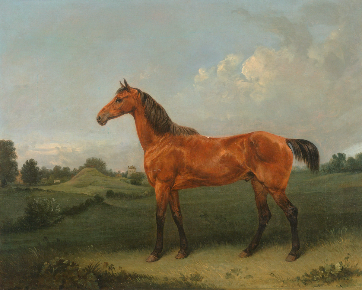 British Bay Horse in a Field Antique Art Print