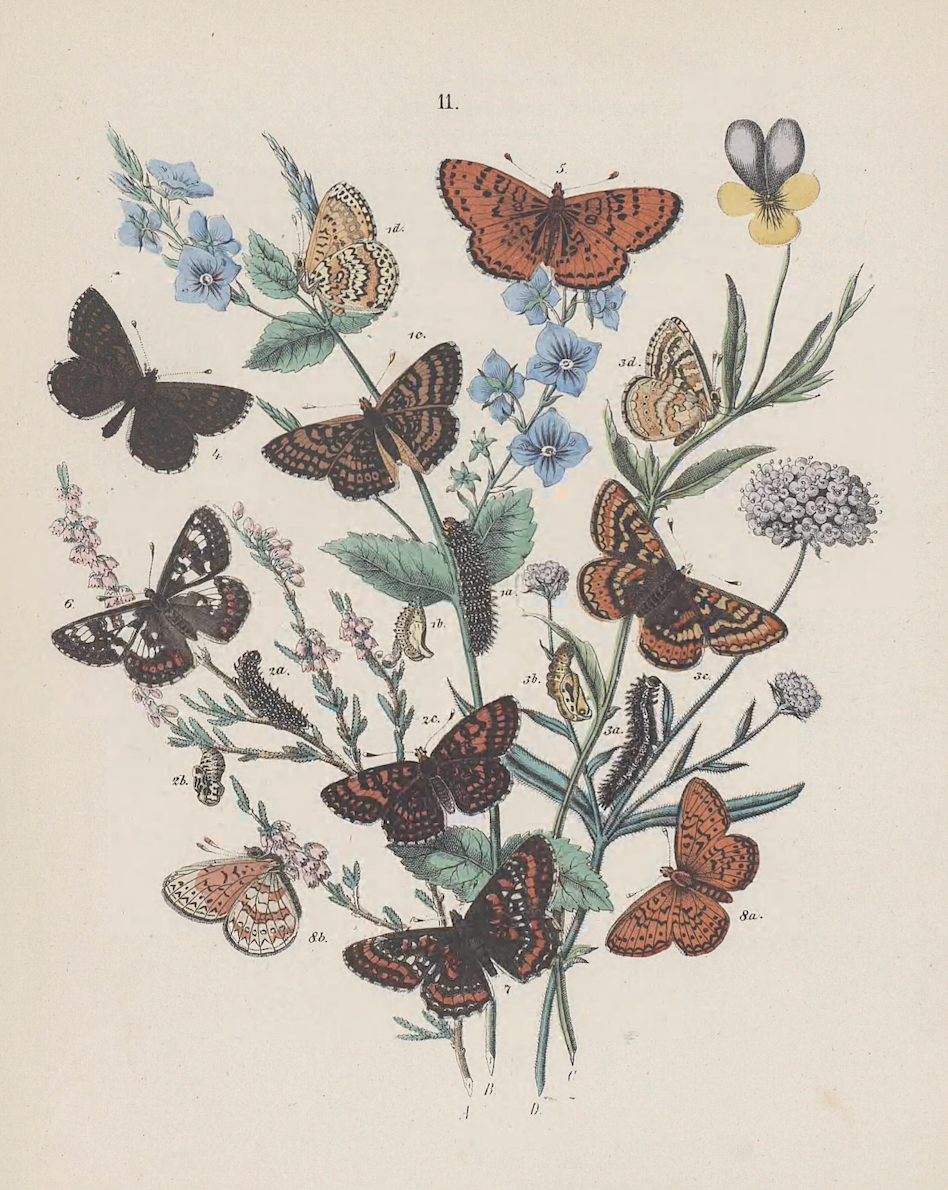 Butterflies II Antique Print
