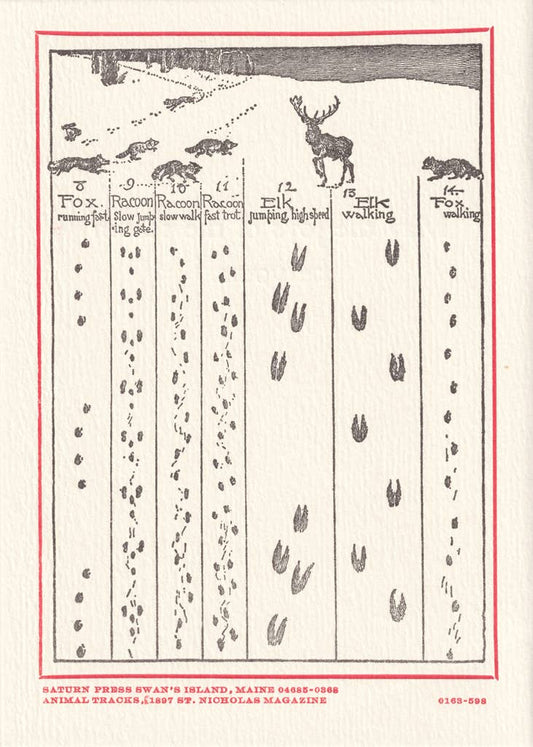 Animal Tracks - Box