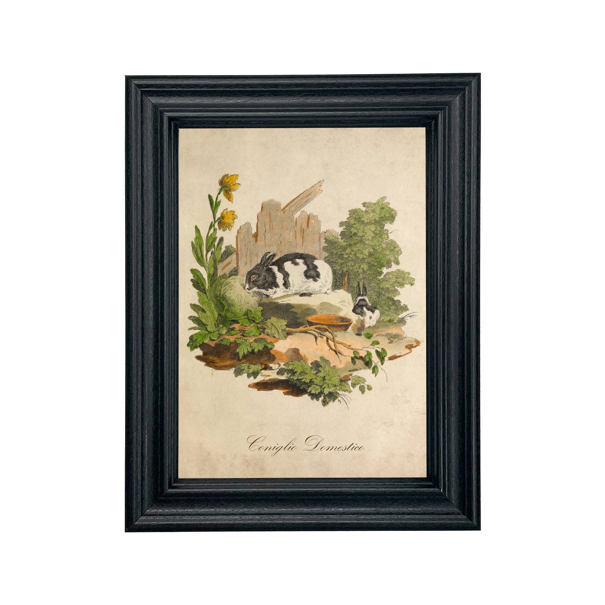 Vintage Italian Domestic Rabbit Framed Illustration Wall Art