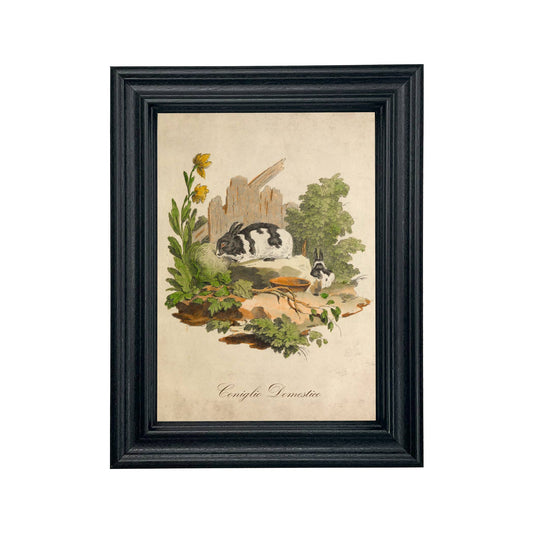 Vintage Italian Domestic Rabbit Framed Illustration Wall Art