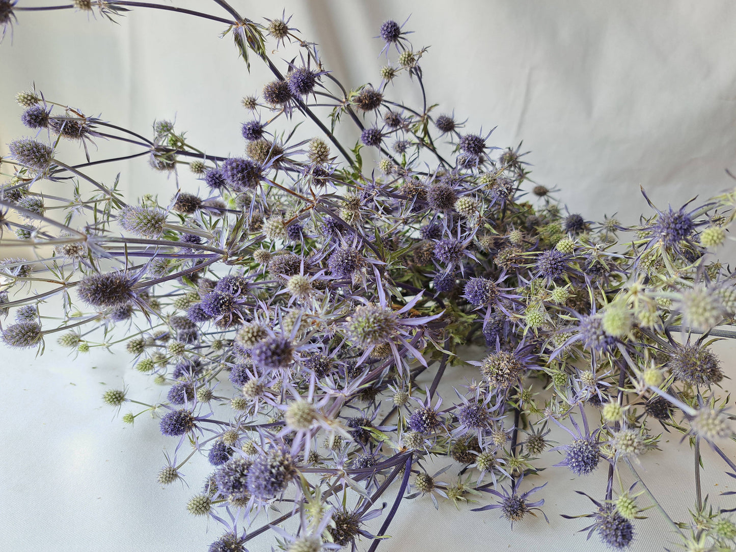 Eryngium-Blue Glitter-Dried Flower