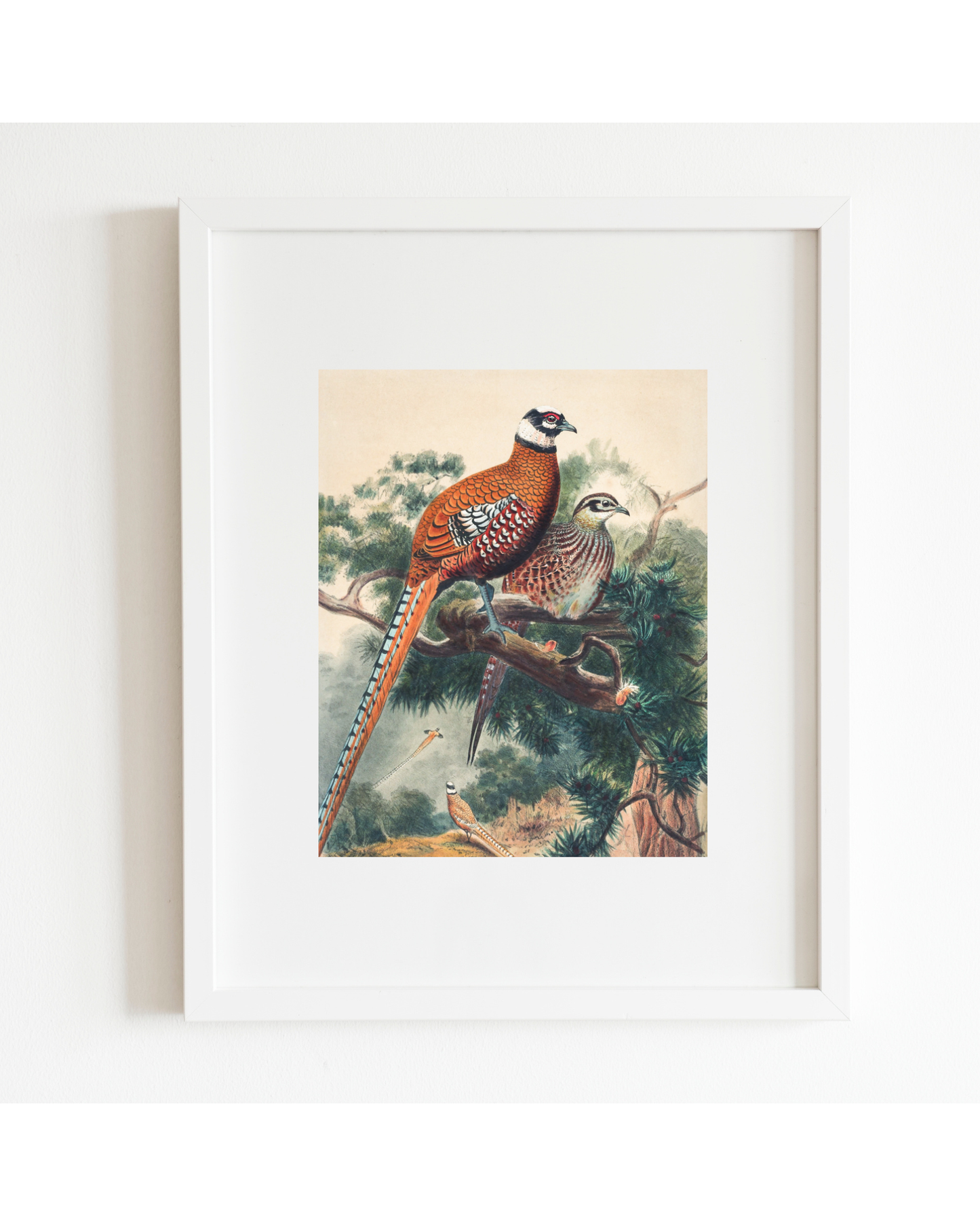 Pair of Pheasants Antique Art Print