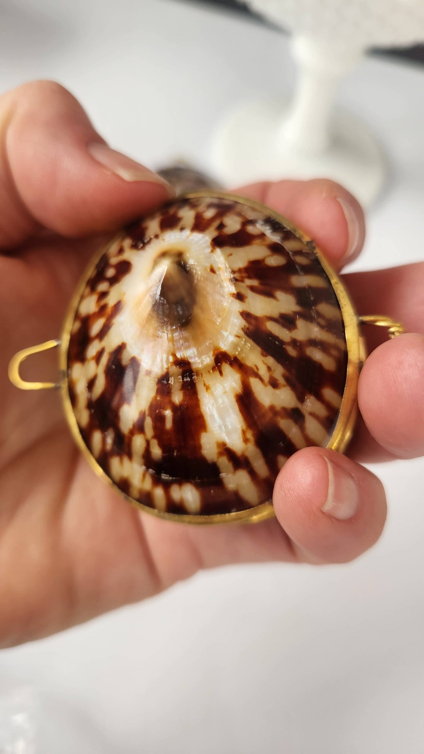 Polished Limpet Trinket Pill Box, Coin Purse