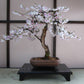 Bonsai Tree Grow Kit--Yoshino Cherry